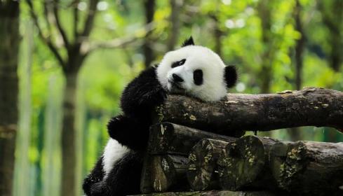 怎么去成都大熊猫繁育研究基地 成都大熊猫繁育研究基地怎么去