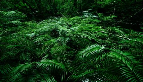 世界上最大的热带雨林区是哪个 亚马孙河源头在哪儿