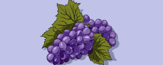 葡萄的生长过程是怎样的 葡萄在生长过程中需注意的问题