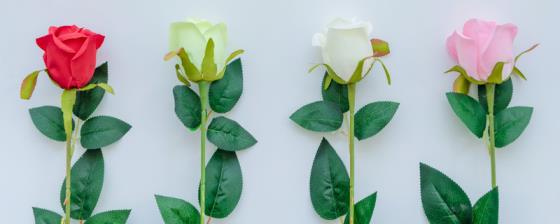 绿色玫瑰花语叫什么 绿色玫瑰花的花语介绍