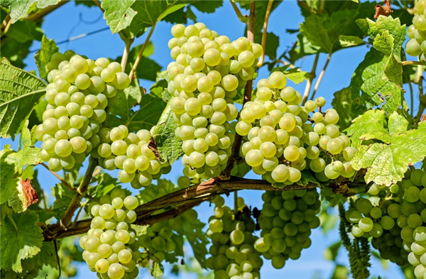 韩国果农偷日本葡萄品种后诡辩