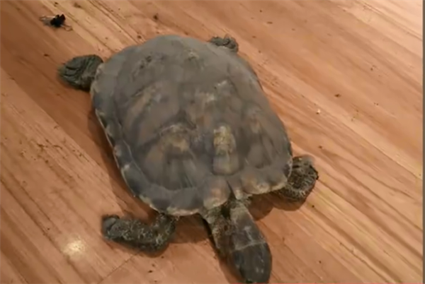 大扫除意外发现2009年失踪的乌龟
