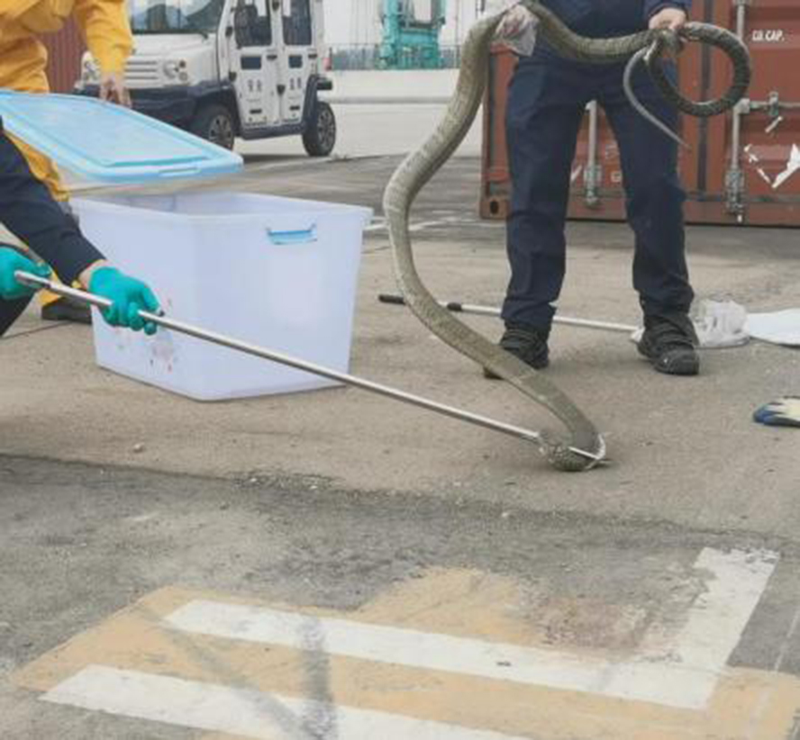 海关截获4米长活体眼镜王蛇