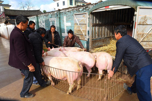 2022年春节猪价能否上涨