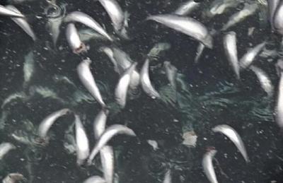日本近海出现密密麻麻鱼类尸体