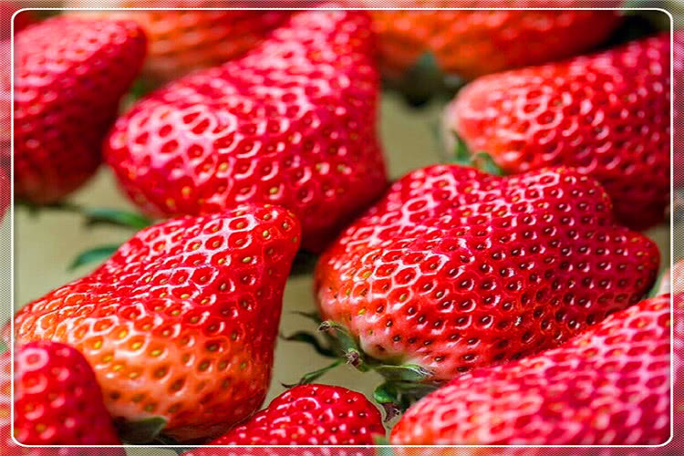 专家辟谣吃草莓会得出血热