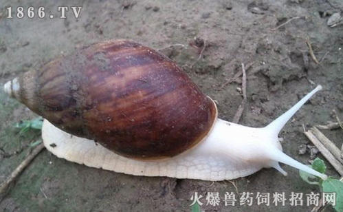 贵州白玉蜗牛养殖基地