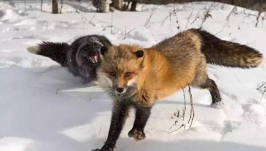 家养的狐狸算不算野生动物