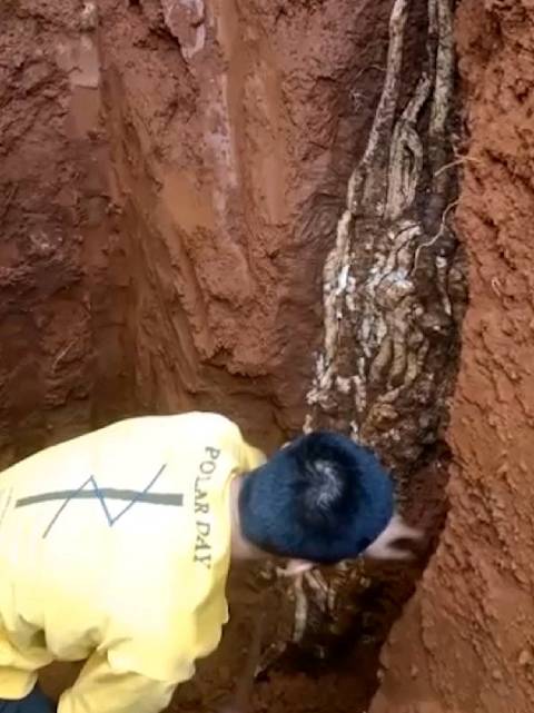 男子用挖掘机掘地4米 挖出超大山药