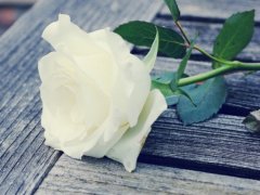 白玫瑰代表什么意思 白玫瑰花语大