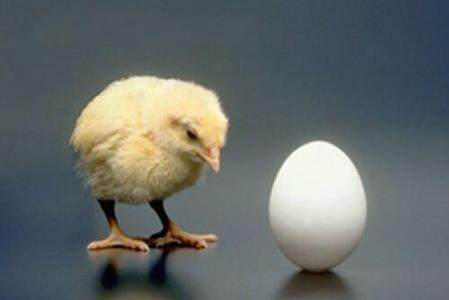 是先有鸡还是先有蛋 先有鸡还是先有蛋正确答案