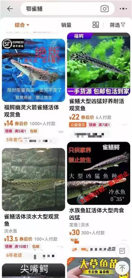 电商平台仍在隐蔽售卖鳄雀鳝 让中国海域不再安全