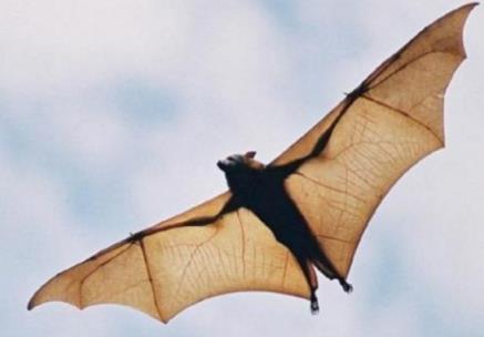 全世界最大的巨型蝙蝠 西方世界的劫难5巨型蝙蝠