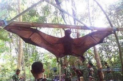 全世界最大的巨型蝙蝠 西方世界的劫难5巨型蝙蝠