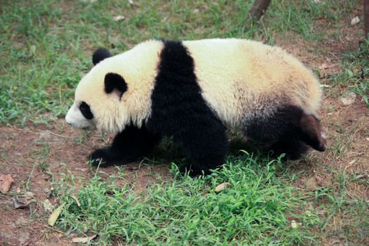 大熊猫怎么走路的 大熊猫行走方式是什么样的