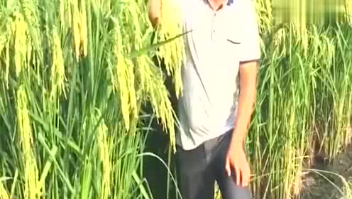 我国2米高巨型稻喜获丰收 亩产量达到了800公斤以上