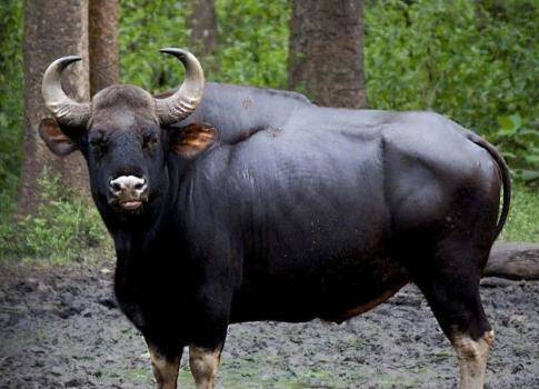 云南现世界最大体型的牛：印度野牛 到底有多大的体积