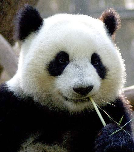 大熊猫喝脏水会不会生病？